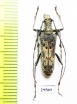 Oxymirus mirabilis, male  Russia, Krasnodar reg. - INSECTS-STORE.RU