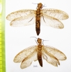 Megaloptera sp.  Indonesia, Kalimantan - INSECTS-STORE.RU