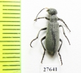 Meloidae sp.  South Africa Rep. - INSECTS-STORE.RU