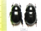 Dynastinae sp.  South Africa Rep. - INSECTS-STORE.RU