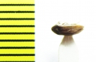 Orchesia arnoldii  Russia, Far East - INSECTS-STORE.RU