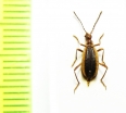Ischaliidae, Ischalia aptera  China, Sichuan prov. - INSECTS-STORE.RU