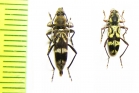 Chlorophorus rufimembris, C.sumatrensis  Thailand, Sumatra - INSECTS-STORE.RU