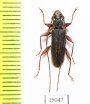 Allotraeus sp.  Indonesia, Tanimbar isl. - INSECTS-STORE.RU
