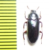 Tenebrionidae sp.  Indonesia, Papua - INSECTS-STORE.RU