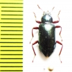 Tenebrionidae sp.  Malaysia - INSECTS-STORE.RU