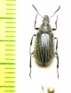 Tenebrionidae sp.  Morocco - INSECTS-STORE.RU