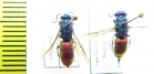 Chrysididae sp.  Kirgizstan - INSECTS-STORE.RU