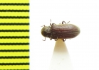 Priobium carpini  Russia, Tver reg. - INSECTS-STORE.RU