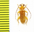 Cerambycidae sp.  Ecuador - INSECTS-STORE.RU