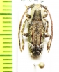 Cerambycidae sp.  Argentina - INSECTS-STORE.RU