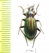 Carabus (Carabulus) ermaki  Russia, Krasnoyarsk reg. - INSECTS-STORE.RU