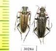 Cortodera sp., pair  Turkey - INSECTS-STORE.RU