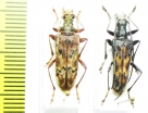 Oxymirus mirabilis, pair  Russia, Krasnodar reg. - INSECTS-STORE.RU