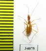 Aphaenops orionis bassaburensis  France - INSECTS-STORE.RU