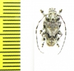Cerambycidae sp.  Congo - INSECTS-STORE.RU