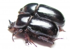 Xyloryctes ? lobicollis, pair  Panama - INSECTS-STORE.RU
