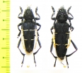 Asmedia mimetes, pair  Indonesia, Sumatra - INSECTS-STORE.RU