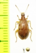 Tenebrionidae sp.  Indonesia, Papua - INSECTS-STORE.RU