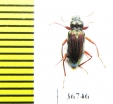 Tenebrionidae sp.  Malaysia, Borneo - INSECTS-STORE.RU