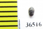 Dermestidae sp.  Peru - INSECTS-STORE.RU