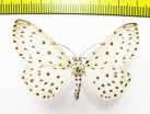 Geometridae sp.  Nepal - INSECTS-STORE.RU