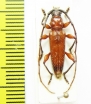 Cerambycidae sp.  Peru - INSECTS-STORE.RU