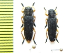 Phytoecia affinis boeberi  Armenia - INSECTS-STORE.RU