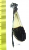 Odonata sp.  Ecuador - INSECTS-STORE.RU