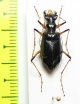 Oxycheila polita  Panama - INSECTS-STORE.RU