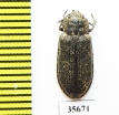 Leperina squamulata  Russia, Far East - INSECTS-STORE.RU