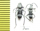 Cerambycidae sp.  South Africa Rep. - INSECTS-STORE.RU