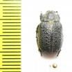 Trogidae sp.  Bolivia - INSECTS-STORE.RU