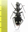 Cypholoba sp.  Zambia - INSECTS-STORE.RU