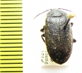 Penthe pimelia  USA - INSECTS-STORE.RU