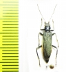 Oedemera lateralis  Russia, Siberia - INSECTS-STORE.RU