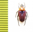 Leucocelis amethystina  Namibia - INSECTS-STORE.RU