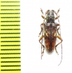 Cerambycidae sp.  Indonesia, Papua - INSECTS-STORE.RU