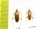 Tenebrionidae sp.  Malaysia, Borneo - INSECTS-STORE.RU