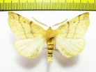 Wilemania nitobei  Russia, Far East - INSECTS-STORE.RU