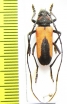 Purpuricenus budensis  Armenia - INSECTS-STORE.RU