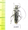 Saperda octomaculata  Russia, Far East  - INSECTS-STORE.RU
