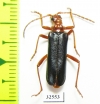 Rhamnusium bicolor  Poland - INSECTS-STORE.RU