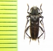 Turanium scabrum  Kazakhstan - INSECTS-STORE.RU