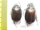 Melolonthinae sp.  South Africa Rep. - INSECTS-STORE.RU