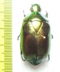 Rutelinae sp.  Peru - INSECTS-STORE.RU