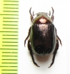 Anomala bedeli  Vietnam - INSECTS-STORE.RU