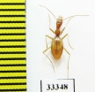 Aphaenops ochsi reymondi  France - INSECTS-STORE.RU