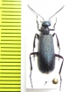 Cyaneolytta sp.  Namibia - INSECTS-STORE.RU