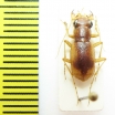 Phaeoxantha limata, male  Brasilia - INSECTS-STORE.RU